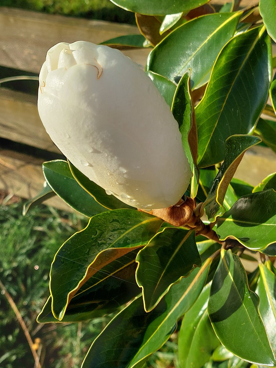 GabyLynch9's tweet photo. Oh and this 😊 #AllInOneDay #MorningAndEvening #Nature #MagnoliaLove 🌿🤍🌿 https://t.co/1Uu81Wvixj