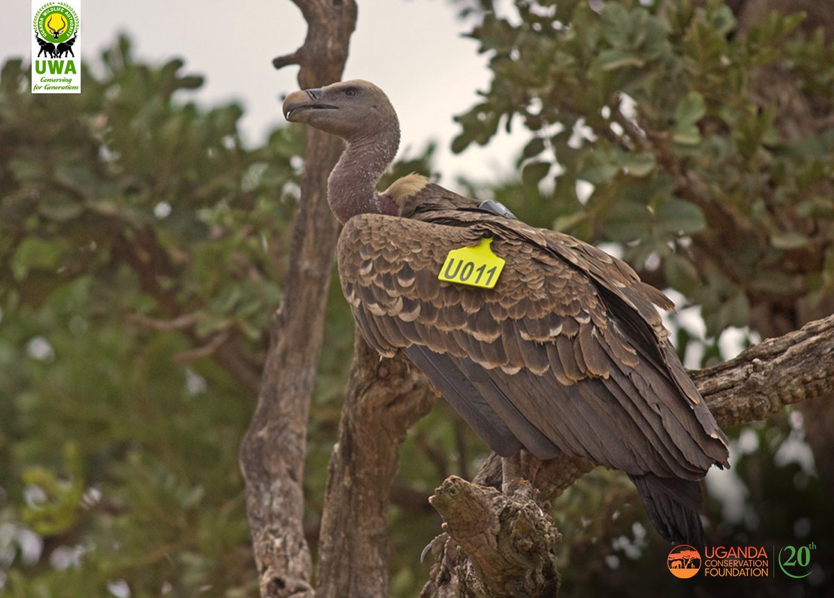 UgandaCF's tweet photo. #Wildlife does the extraordinary sometimes! 

A Ruppell’s #vulture being tracked by UCF/@ugwildlife Carnivore &amp; Scavenger Programme flew from #KidepoValleyNationalPark, across South Sudan and Central African Republic into Chad! That's over 1700km! Who knows where

1/3 https://t.co/wVqEanpwQL