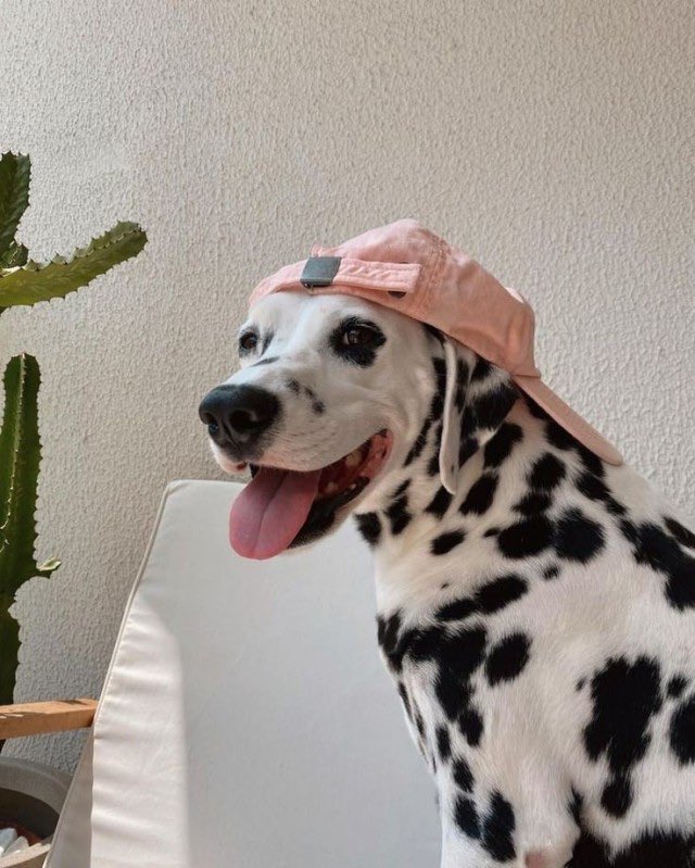 itsashlyperez's tweet photo. Why is my gender this picture of a Dalmatian in a hat https://t.co/8LEIjkAruz