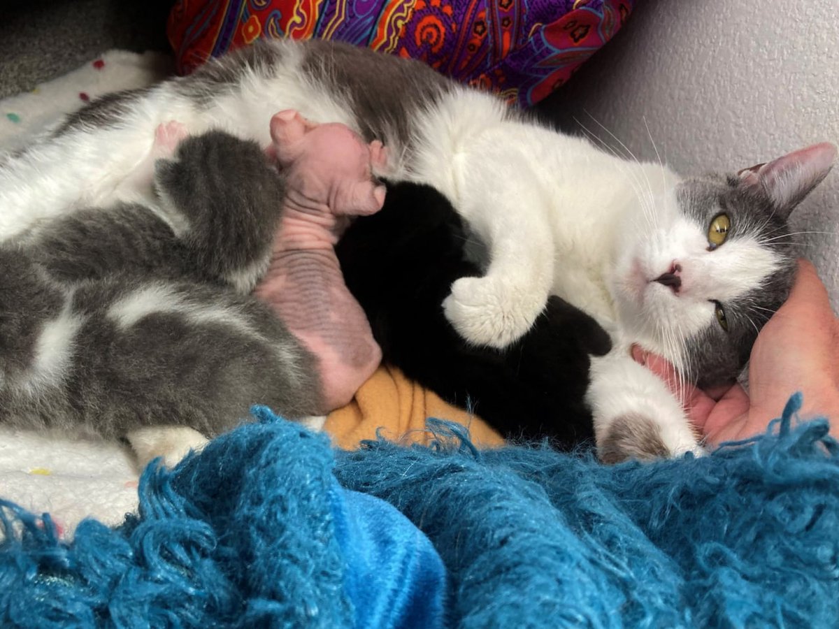 Кошка стала мамой.