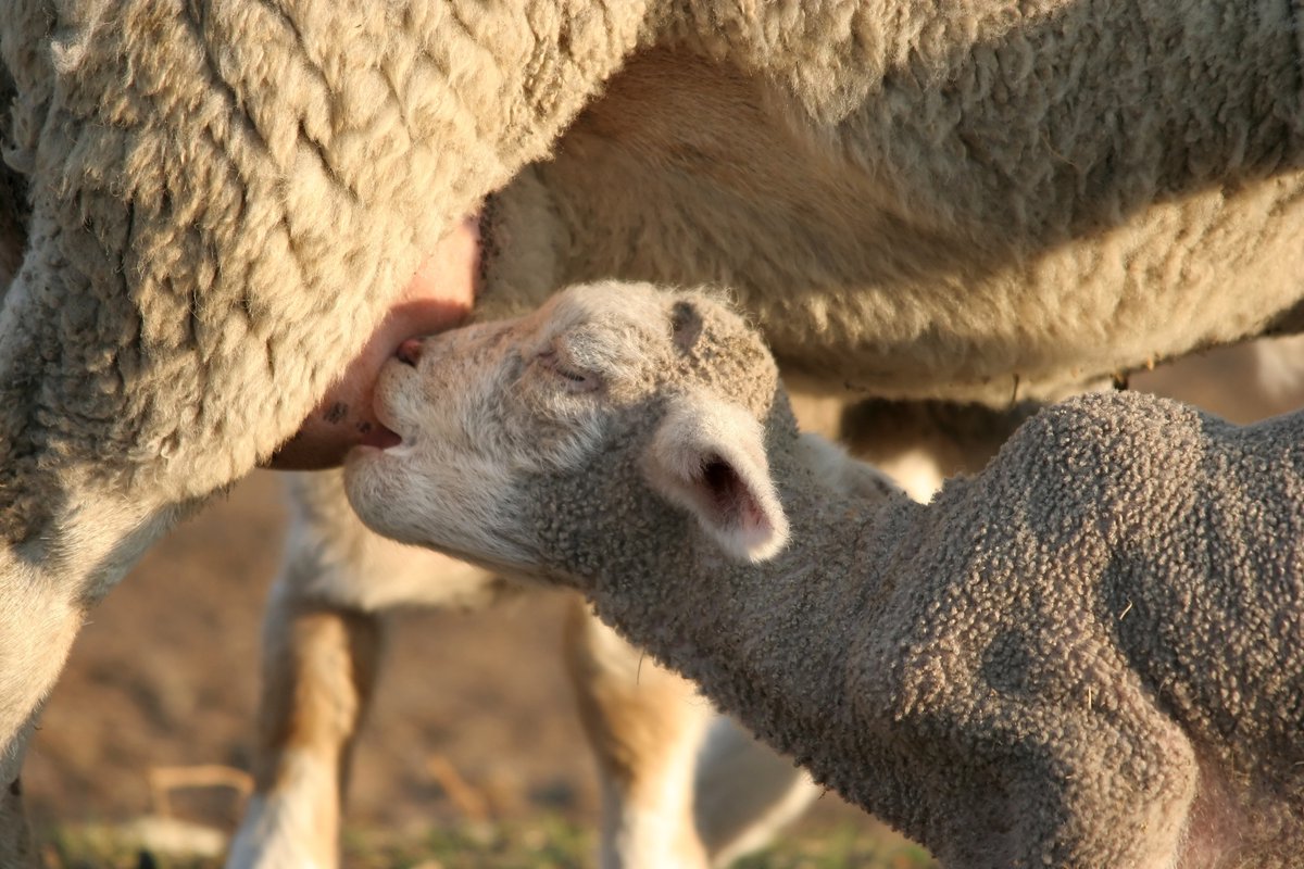 Ooie wat tydens laktasie 8 kg en meer verloor se volgende siklus sal tot en met 20 dae vertraag word. Dit is dus belangrik om kondisie te behou tydens laktasie. #Molatek se Wolmeesterkonsentraat en Lam- en Ooilek kan help om massaverlies te bekamp. bit.ly/2ZPbJKy