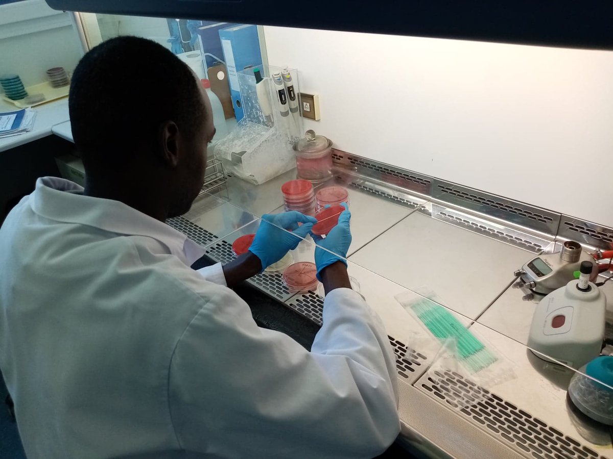 MonoGutHealth's tweet photo. ESR4 learned new methods at #Vetdiagnostica:
🧫how to inoculate and cultiviate different #bacteria  
🧪how to use #RapidID3Strep #biochemicalassay to identify #streptococci and #enterococci

@Pol_Bydgoska #scicom #H2020 #ITNetwork #MSCActions #methodsofMGH
https://t.co/WXuNZGnnRw https://t.co/LI9jxzVOUU