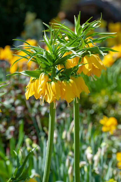 Bulbs4Kids_NL tweet media