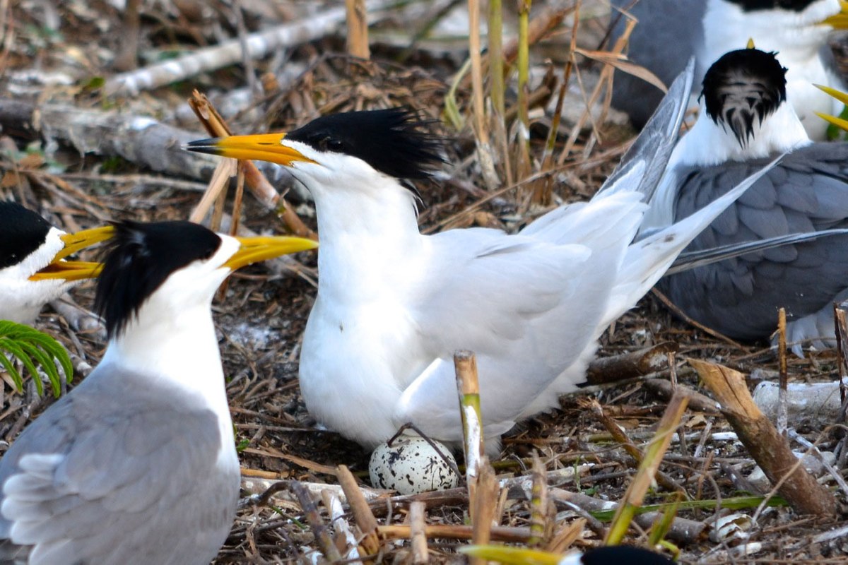ningbotweets's tweet photo. Recently, the "zero carbon wisdom" micro-grid in Tiedunyu Island, a national nature reserve on Lishan Island, was officially completed and put into operation, adding new green power for the survival and reproduction of Chinese Crested Terns.
#GreenEnergy #EnvironmentalProtection https://t.co/CpjXGhjipP