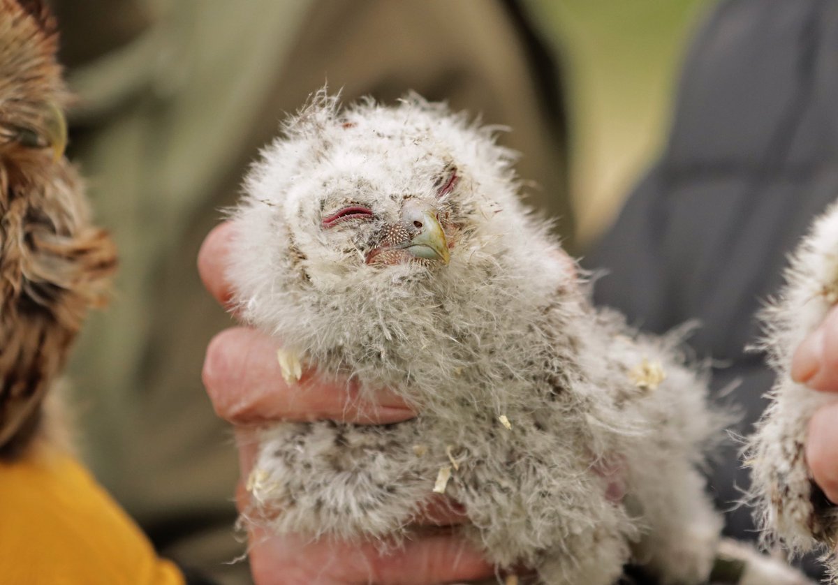 Had the opportunity to help ring some Tawny Owl chicks yesterday and it was probably one of the best days of my life!! 😭😂 

#tawnyowl #owls #birds #TwitterNatureCommunity <a href="/BBCSpringwatch/">BBC Springwatch</a> <a href="/Natures_Voice/">RSPB</a> <a href="/_BTO/">BTO</a>