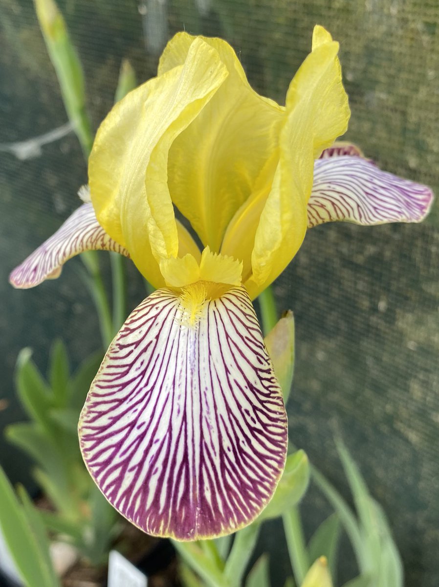 IrisesSeagate's tweet photo. MTB Iris ‘Gracchus’ flowering away in the potted iris today, think this one needs to be on the table at the fair this weekend! #mtbiris #iris #gracchus #beardedirises #historiciris #irises #flowerpower #peatfree #pottedplants #showtime https://t.co/wbiZp3UY1E