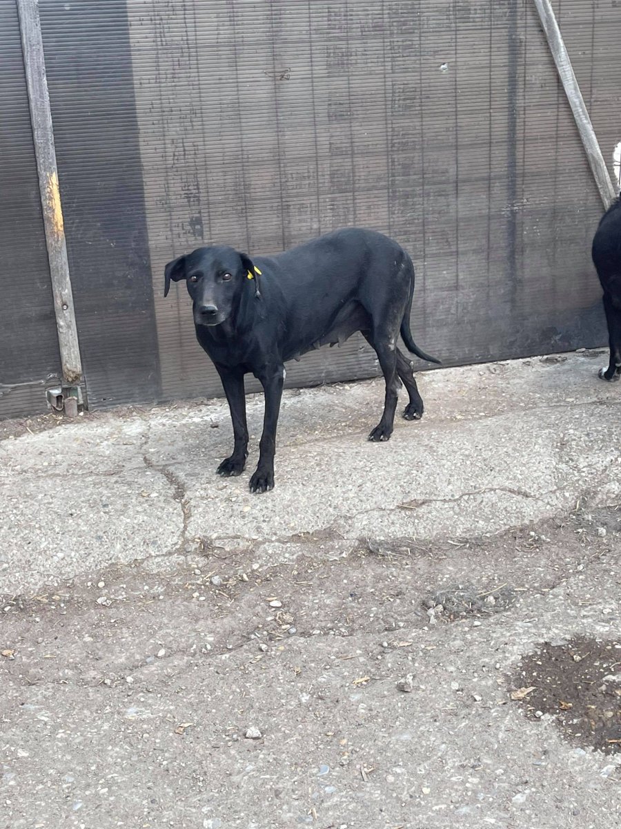 AdoptionsUk's tweet photo. Please retweet to help Jet find a home #HULL #ENGLAND 
Aged 7, Jet has had a horrible life so far,  having had many litters. 
She could live with a calm male dog or as the only pet She can live with children aged 10+. She's had no applications💔
https://t.co/FhaW8vrvCX
#dogs #UK https://t.co/rtApRL6bKN