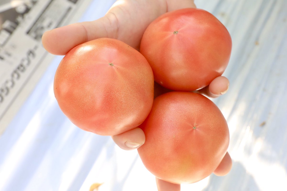 jazennohgifu's tweet photo. 岐阜県産の #冬春トマト が最盛期を迎えました‼️🍅

10月〜翌年6月に収穫されるトマトは「冬春トマト」といい、岐阜県では主に海津市、養老町、本巣市で栽培が盛ん✨ ハウス栽培により冬でも栽培が可能で、害虫被害を防いで品質のよいトマトができます！ 
7月〜11月は「夏秋トマト」に切り替わります🍅 https://t.co/mrGq2VhJqL