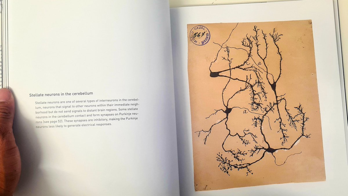 GSS_mag's tweet image. This is where art and neuroscience meet! Happy with my latest purchase, which demonstrates the drawings of Santiago Ramón y Cajal. An inspiration to a neuroscientist like me. 
#neuroscience #science