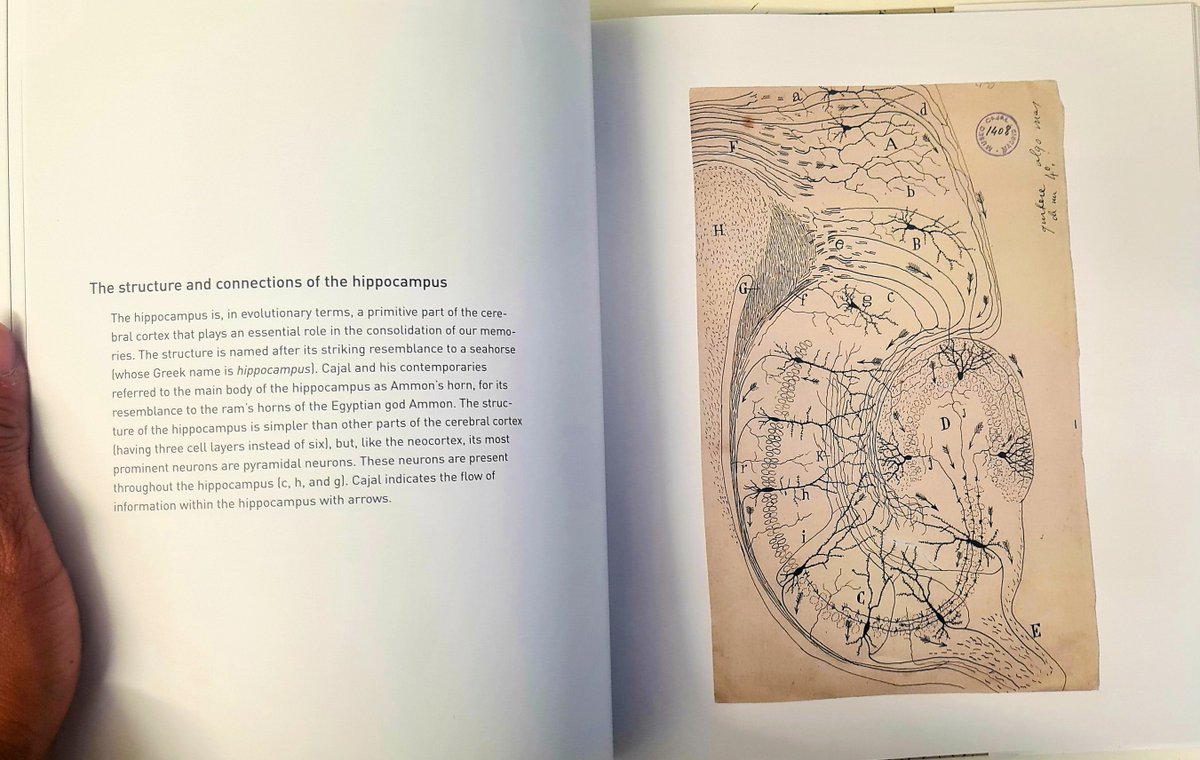 GSS_mag's tweet image. This is where art and neuroscience meet! Happy with my latest purchase, which demonstrates the drawings of Santiago Ramón y Cajal. An inspiration to a neuroscientist like me. 
#neuroscience #science