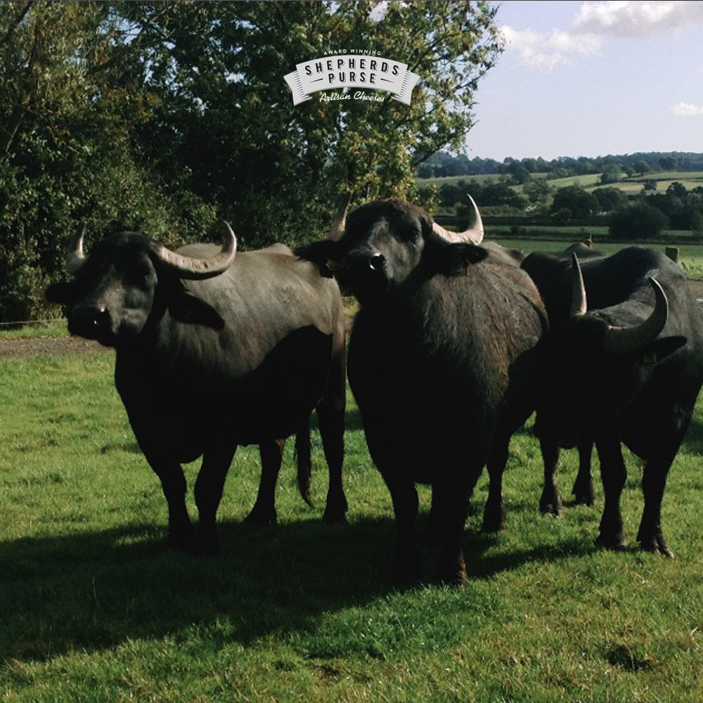 Shepherds Purse tweet media
