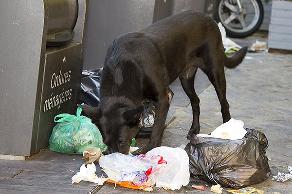 Luvinucoin's tweet photo. #Streetdogs can accidentally consume plastic waste while searching for food, which can cause sickness or even kill them.
Save animals and protect the Earth by safely disposing of waste and by saying no to single-use plastics.  
#Saynotoplastic https://t.co/QqeCDcto0S