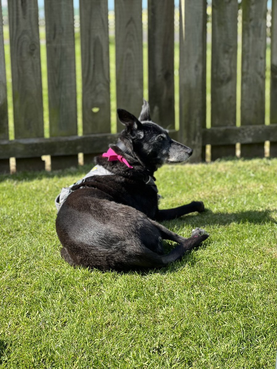 #houndsoftwitter having so much fun and met great new friends #greatnorthtweetup2022 #podsontour  <a href="/deafiedog/">Deafie</a>