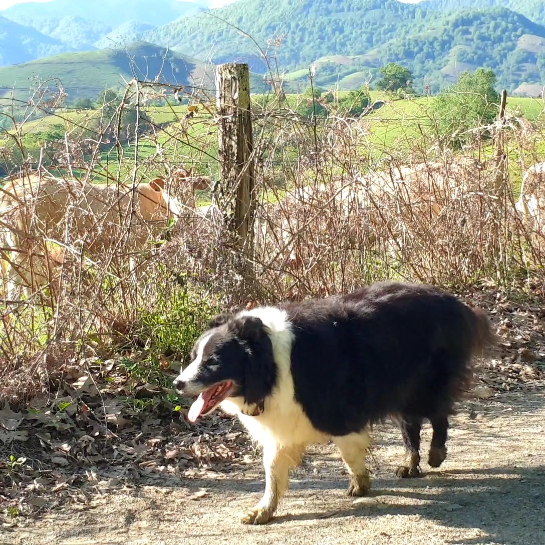 reverberg's tweet photo. Tongue out Tuesday - it's a hot one today.  Thank you Twitter pals for all your birthday wishes! @BCTGB https://t.co/uboyT7bLab