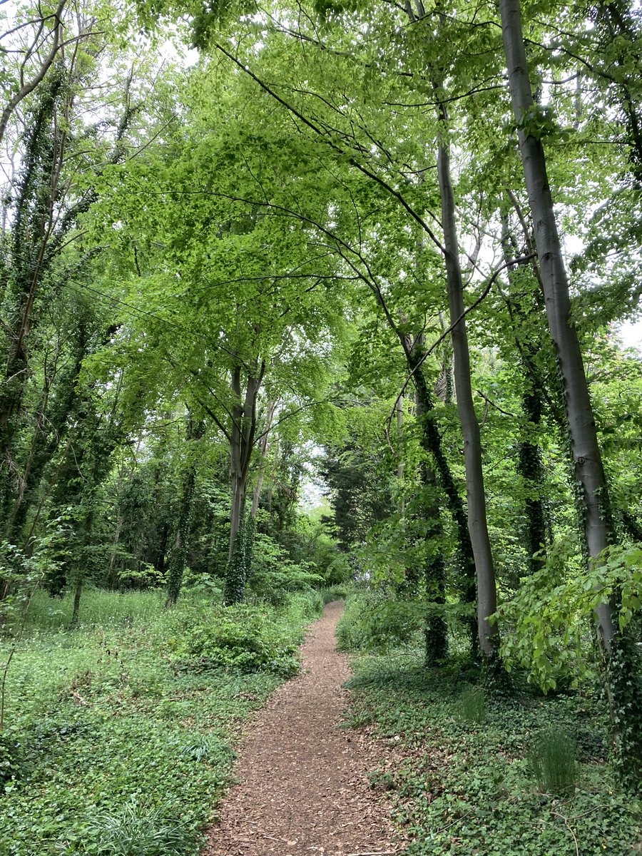arillustrate's tweet photo. Good morning-#wakeupwalk @WandleburyWoods https://t.co/5ny38foPfv