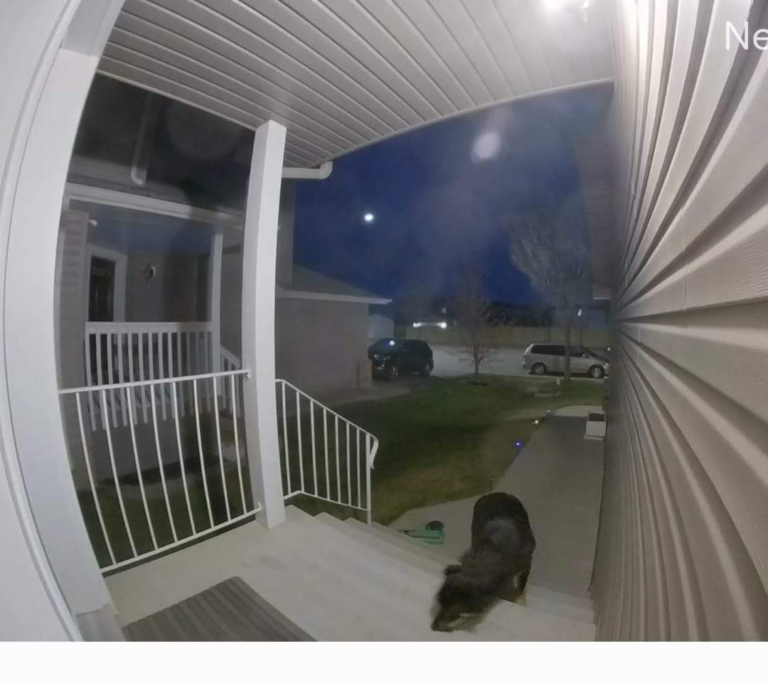 🇦🇺🐾🐶‼️UPDATE ON JACK!‼️
A possible sighting of Jack has been made by a home security camera in the Hollick-Kenyen area of Edmonton, 165 Ave &amp; 59 St. If you live in or near this area, PLEASE, keep a watch for Jack. He looks frightened and hungry, looking for a familiar house.🙏🏻