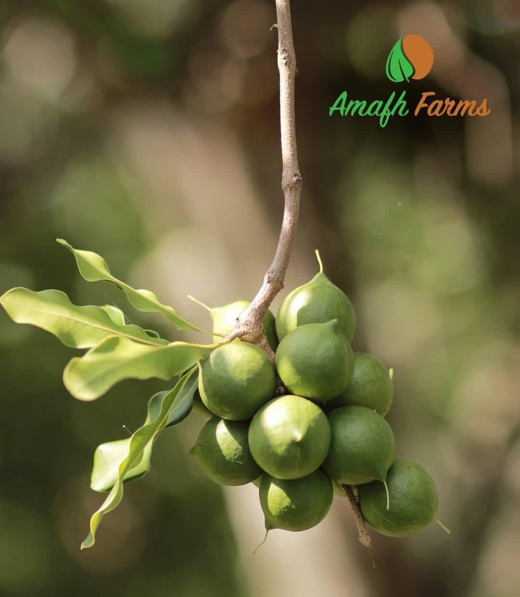 amafhfarms's tweet photo. We encourage most farmers to start with grafted macadamia plants to kick-start the growth process and cut the maturity time in half.

For more information call +256752786020.
#agriculturelife #sustainableagriculture
#agricultureworld #farmingphotographydaily https://t.co/tFVGOrHgMP