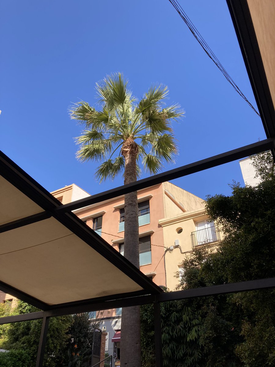 Desayuno en una terraza. 🌞 y cielo azul. Una palmera. Un café con  🥐   Poco a poco se viene el verano en el Mediterráneo.