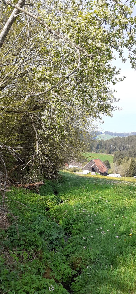 frauhasenklee's tweet photo. Das Leben erwacht. In dem Heckengehölz treibt eine vor 2 Jahren umgestürzte #Traubenkirsche wieder aus. Auch die Haselnüsse haben Fruchtansätze. https://t.co/uY7rROCnwX
