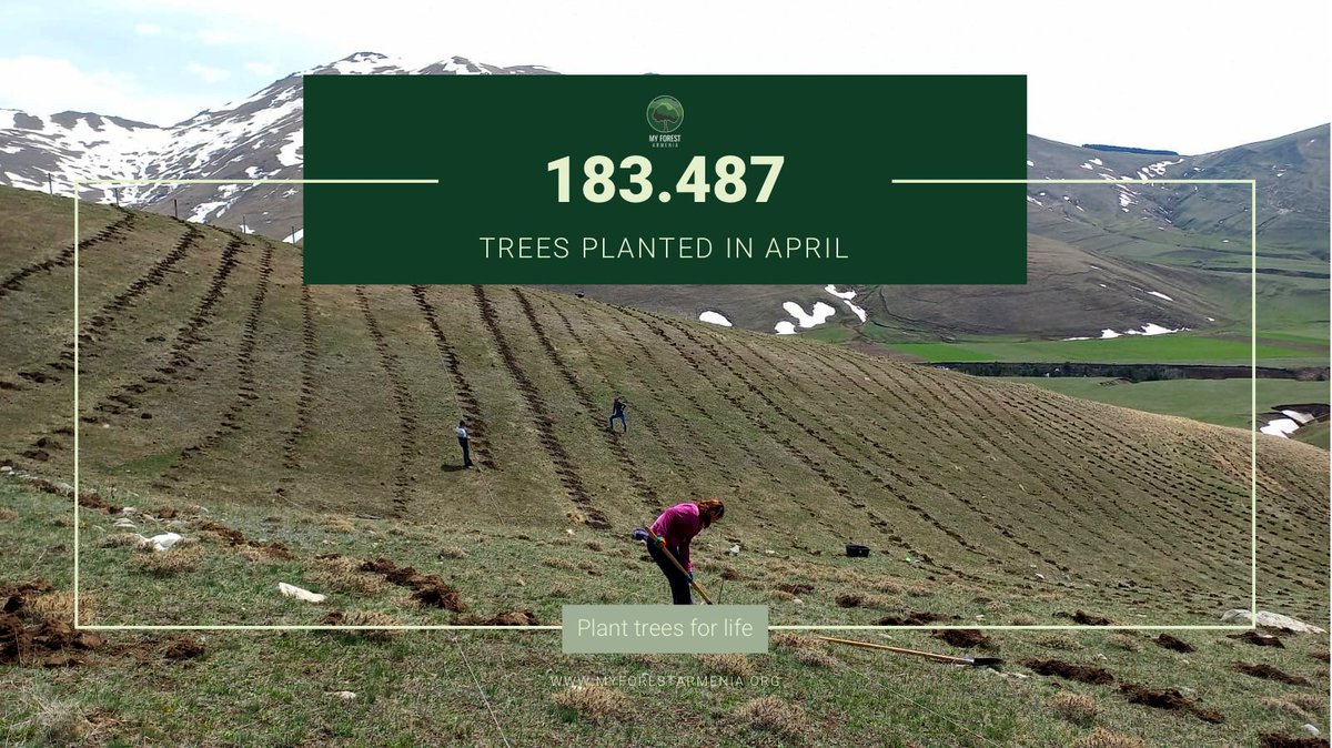 MyForestArmenia's tweet photo. ๐ณ 183.487 seedlings planted in April
Read more about #SpringPlanting2022 โก๏ธ https://t.co/Qv8ljJqbYk
#MyForestArmenia #PlantTreesForLife #pineseedlings #Reforestation #fightclimatechange https://t.co/qk6ucp99pS