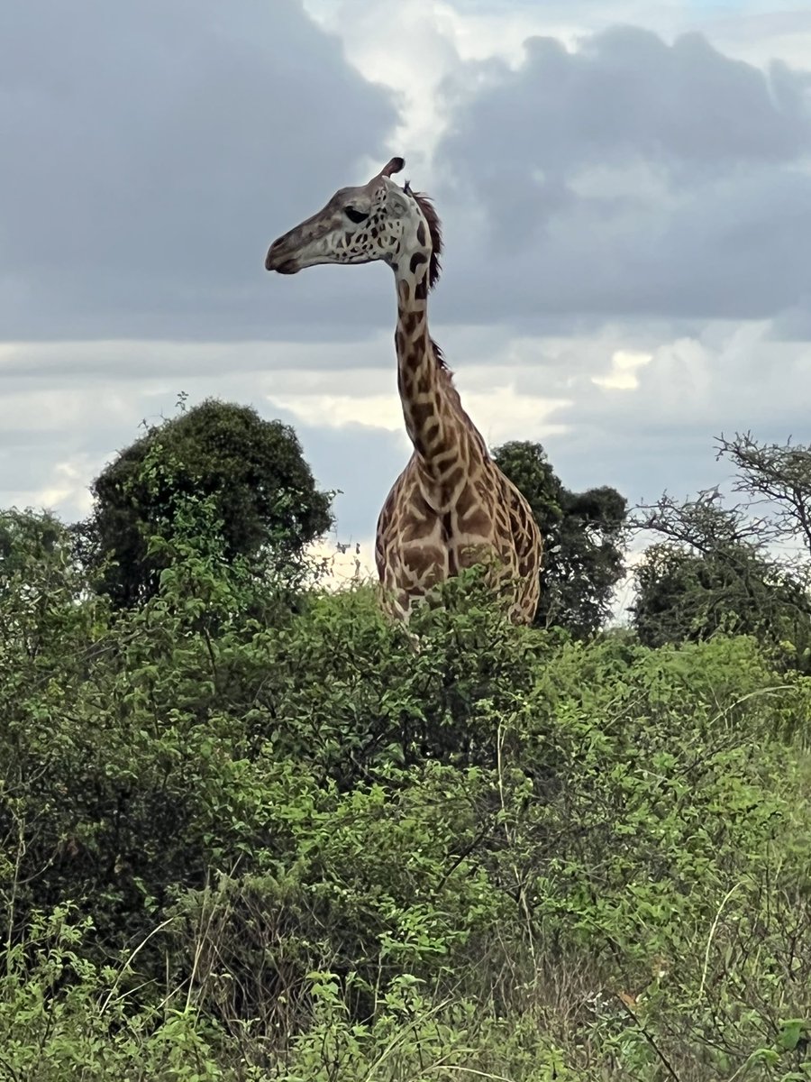 DrJorsh's tweet photo. Where are my #NFT guys, you guys should mint ASAP and share the bar. 😁
#LivePictures from the #kenyanSafari in #KenyanNationalPark.
#Safari #Africa #AfricaToTheWorld #AfricanNFT #Kenya #NFTs https://t.co/HEQrKyfZBW