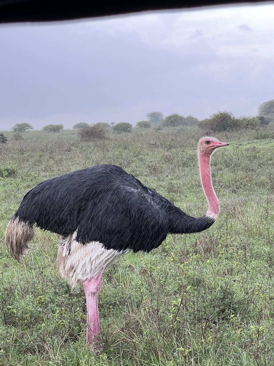 DrJorsh's tweet photo. Where are my #NFT guys, you guys should mint ASAP and share the bar. 😁
#LivePictures from the #kenyanSafari in #KenyanNationalPark.
#Safari #Africa #AfricaToTheWorld #AfricanNFT #Kenya #NFTs https://t.co/HEQrKyfZBW