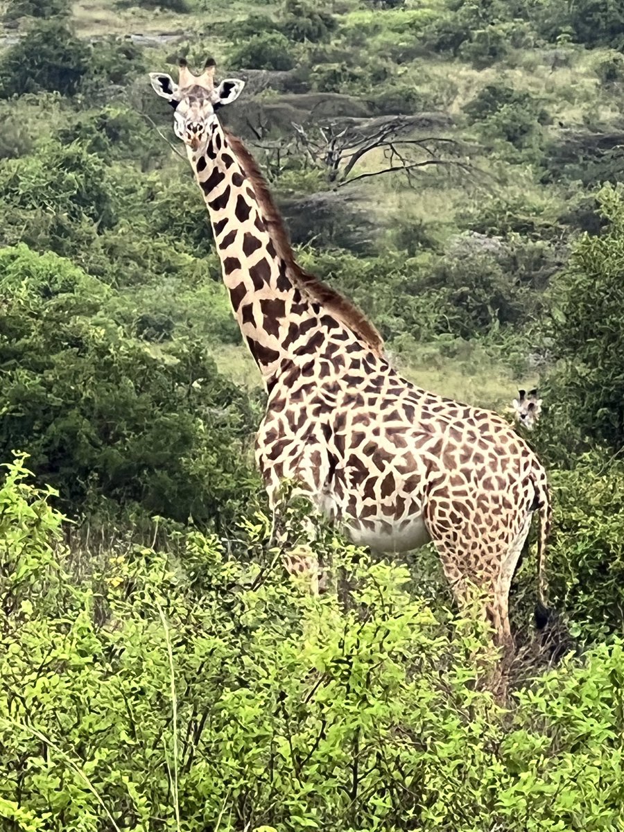 DrJorsh's tweet photo. Where are my #NFT guys, you guys should mint ASAP and share the bar. 😁
#LivePictures from the #kenyanSafari in #KenyanNationalPark.
#Safari #Africa #AfricaToTheWorld #AfricanNFT #Kenya #NFTs https://t.co/HEQrKyfZBW