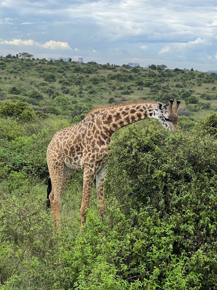 DrJorsh's tweet photo. Where are my #NFT guys, you guys should mint ASAP and share the bar. 😁
#LivePictures from the #kenyanSafari in #KenyanNationalPark.
#Safari #Africa #AfricaToTheWorld #AfricanNFT #Kenya #NFTs https://t.co/HEQrKyfZBW