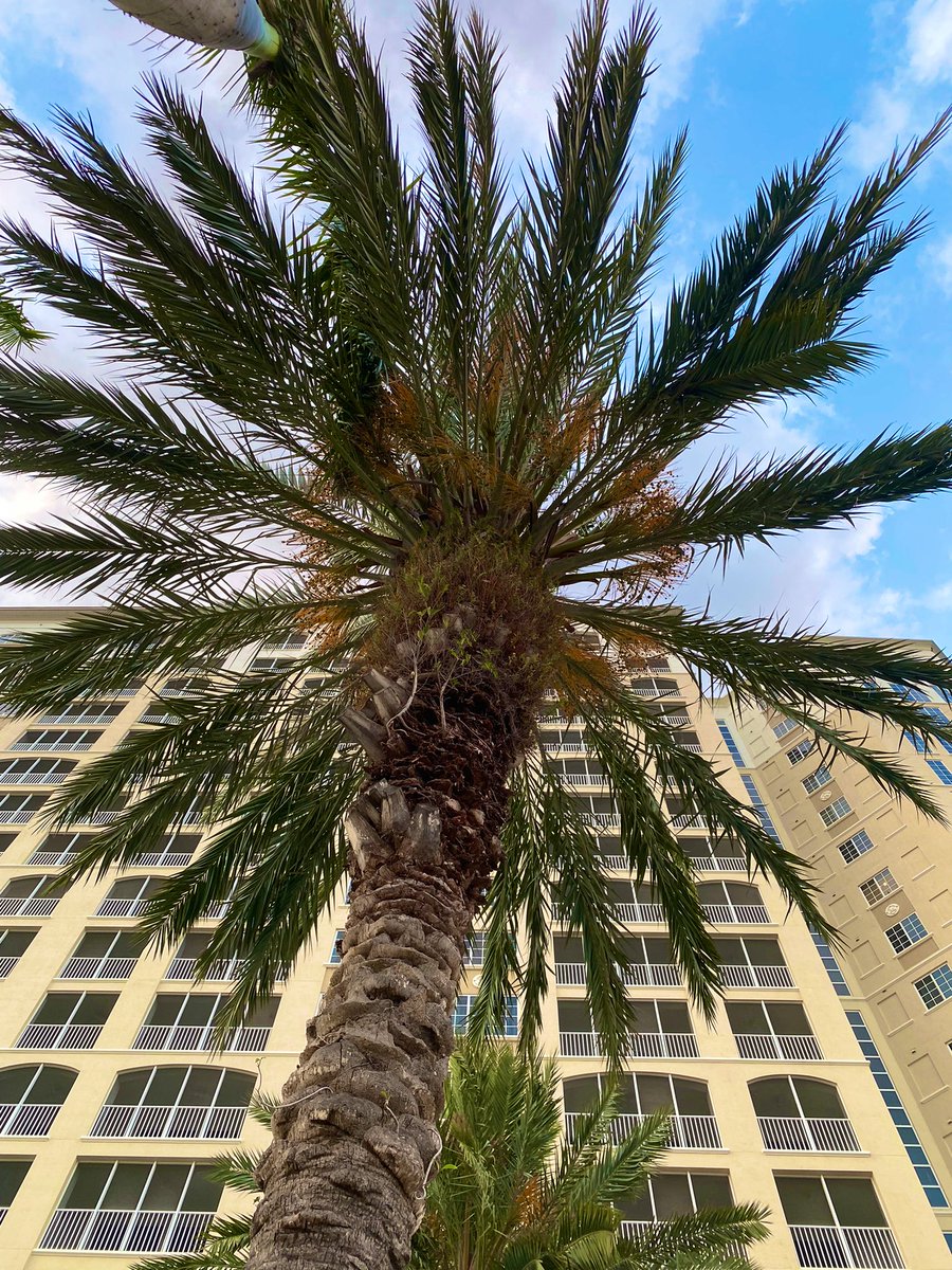 AudacityMagazin's tweet photo. Good morning 🌞 I took a road trip that I’ll be writing about and do my best to take photos of trees. I’m looking up at the tree in this shot. Aren’t we all looking up ?
#audacitymagazine #DisabledWriter https://t.co/gkUlI6IcVC