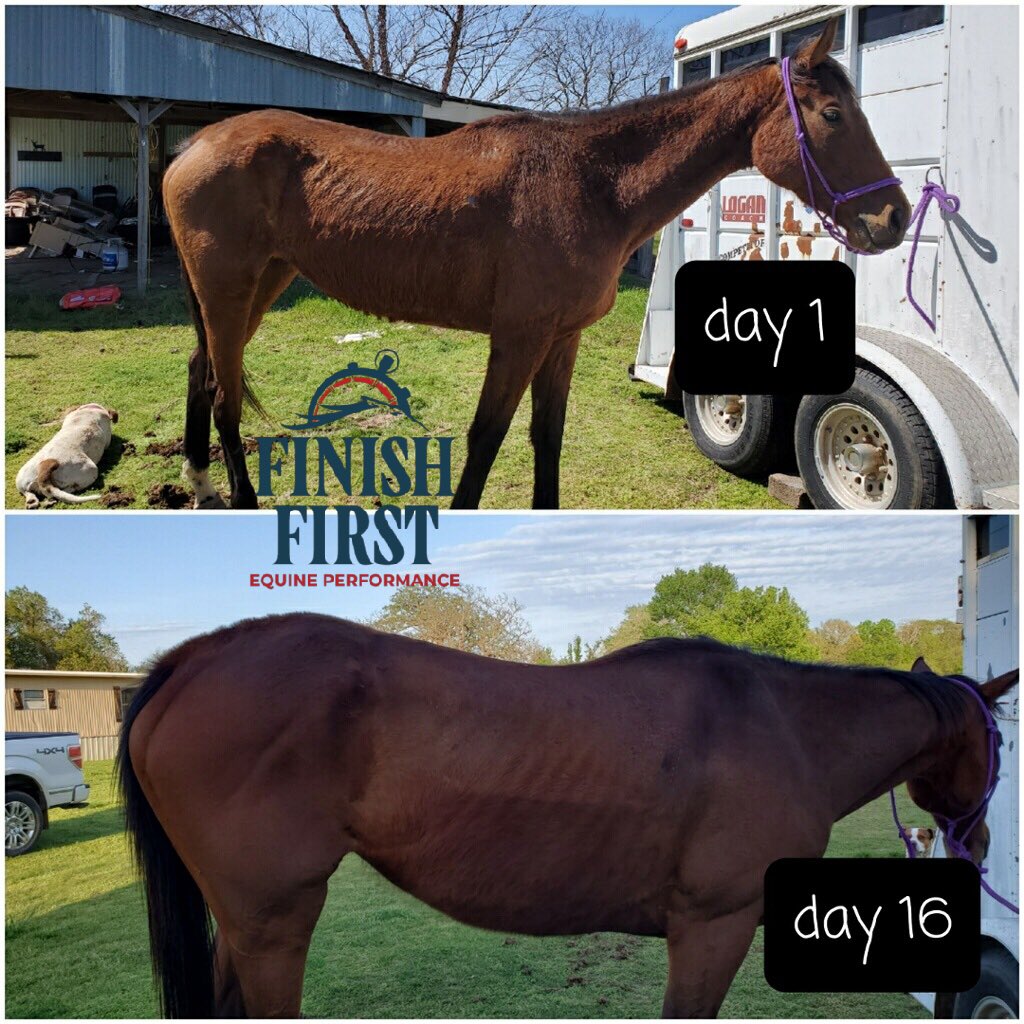 FinishFirst3's tweet image. More RESULTS!  Order your horse supplements easily from our website. 

#RaceHorse #Racing #Horses