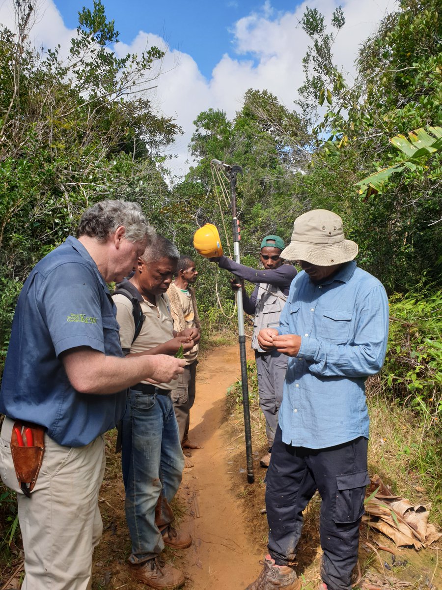 Have had a fantastic couple of days in the VOI community managed forest learning about seed collection, thanks to the amazing team @TeamKMCC and @Kew_MSBUK