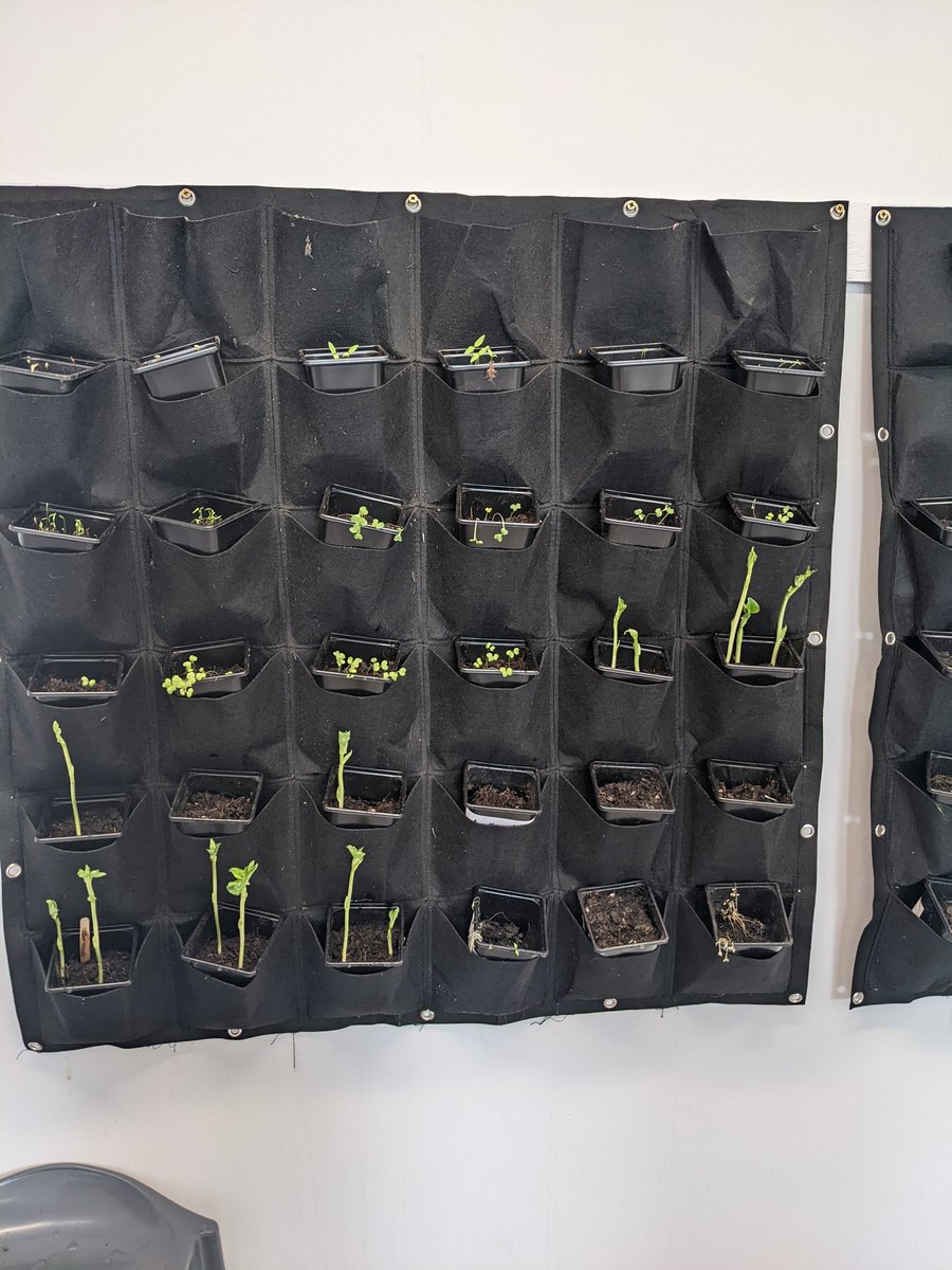 HARIScience's tweet photo. Gardening club update: WE HAVE GROWN. Courgettes and sweet peppers are here. #science #gardening https://t.co/NIxJlpr0Rt