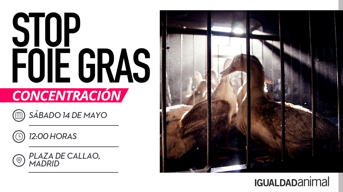 IgualdadAnimal's tweet photo. ¡CONCENTRACIÓN para parar la tortura de la alimentación forzada! 

Sábado 14 de mayo en la Plaza de Callao (Madrid) 
¡Os esperamos! 

#StopFoieGras  
Info: https://t.co/CnQeARP90U https://t.co/bs5p0t3rq8