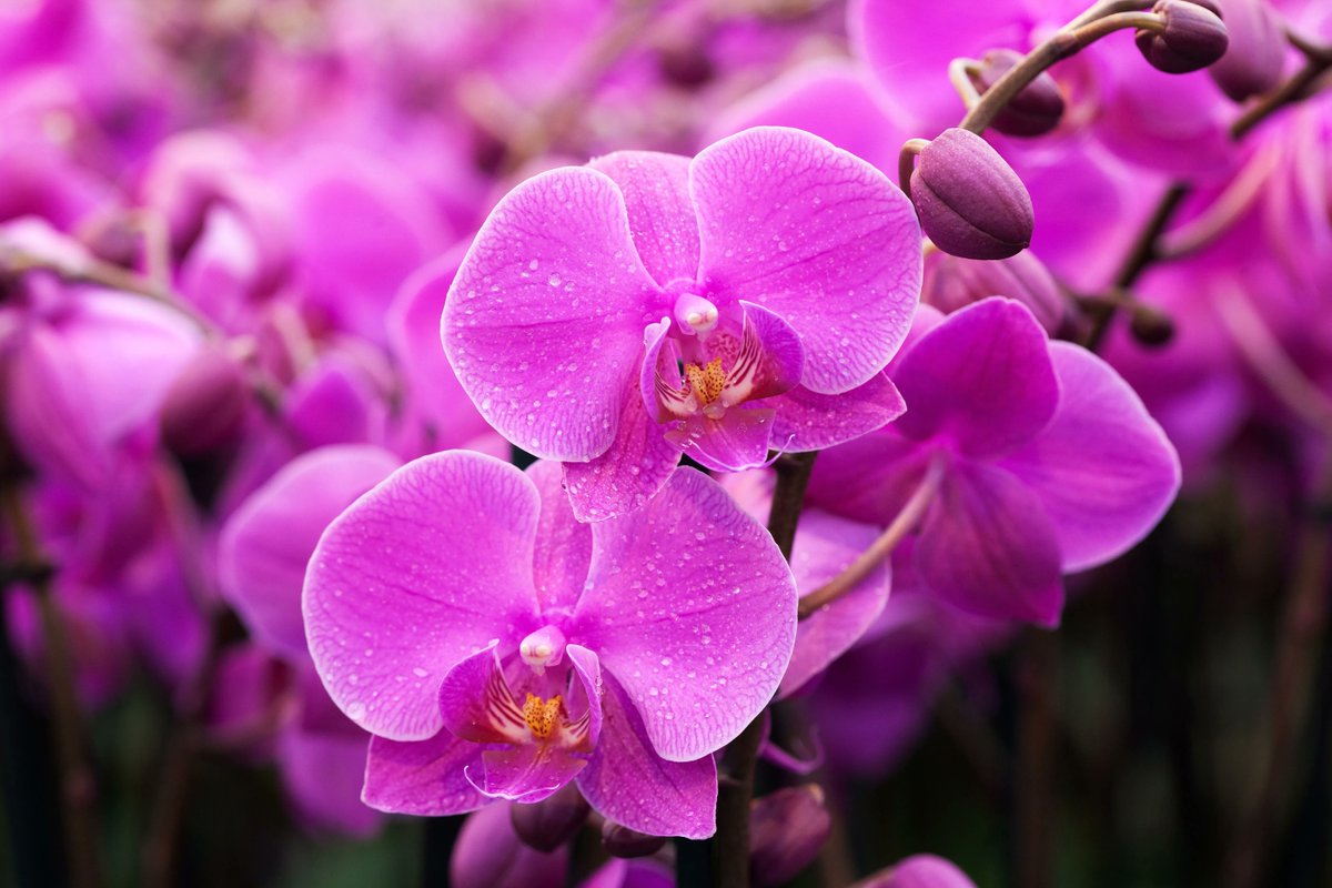 Wat ons op dit moment bezig houdt bij Artisan?🤔

Wij zijn druk bezig met het organiseren en coördineren van verschillende evenementen die eraan komen. Zo hebben wij volgende maand twee evenementen op de planning staan. 👏

Later deze week meer hierover!😄
#events #orchid #busy