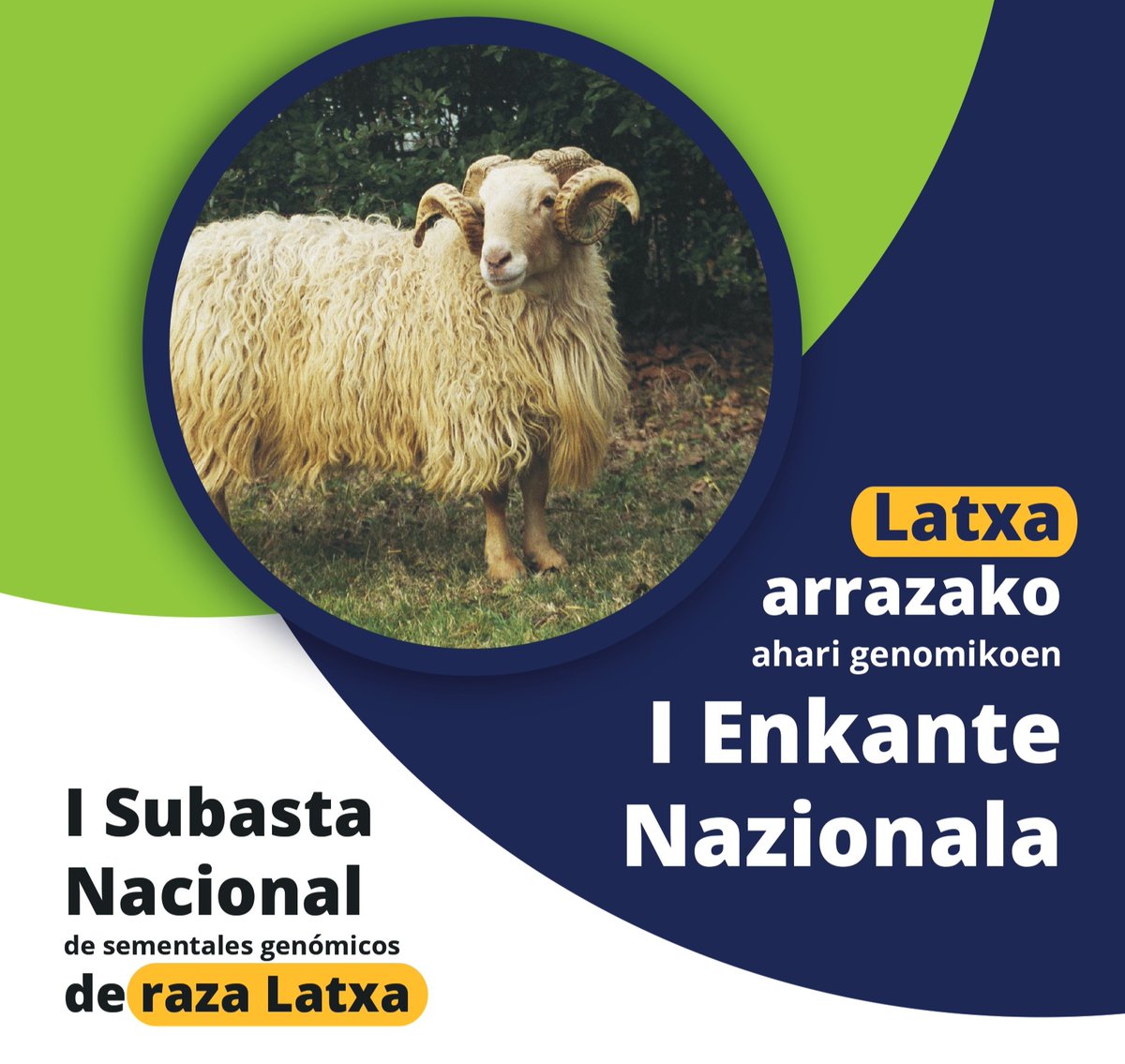 IntiaSa's tweet photo. I Subasta Nacional de Sementales Genómicos de raza Latxa

📍 Gorriti (Valle de Larraun)
📅 Domingo 15 mayo

🕓10:00-15:00
Exposición de sementales
🕓10:00-12:00
Adquisición de tarjetas subasta
🕓12:30
Subasta 

@LarraungoUdala #ASLANA #CONFELAC https://t.co/WKnlfrX6La