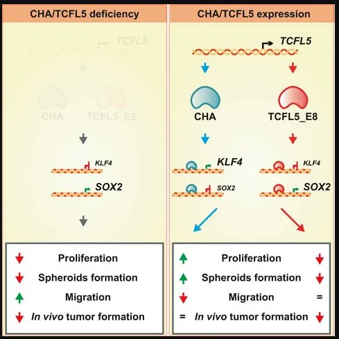 MolOncology's tweet image. 📰Now available in our new issue

Isoform-specific effects of transcription factor TCFL5 on the pluripotency-related genes SOX2 and KLF4 in colorectal cancer development

🔗buff.ly/3FfXvmB

@CBMSO_CSIC_UAM @UCCUAM @innova_la 

#Isoform #CRCSM #Sox2 #KLF4