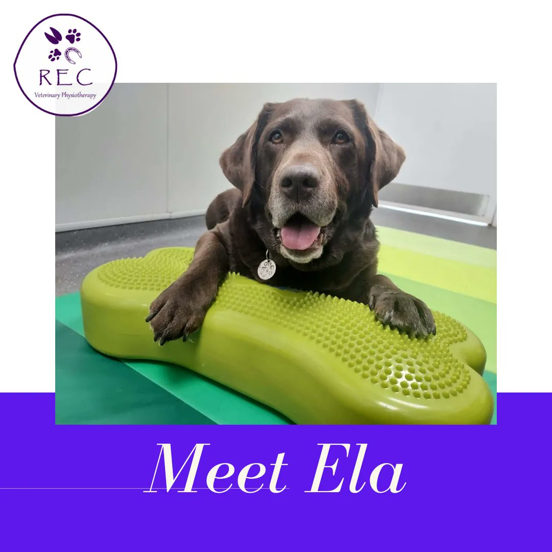 recvetphysio's tweet photo. Meet Ela 🐾

I have been seeing this gorgeous lady for a little while for arthritis management. If you can’t tell already, Ela really enjoys her sessions, especially if there are lots of treats and peanut butter involved!

#recveterinaryphysiotherapy #recvetphysio https://t.co/JfgDP3fBdu