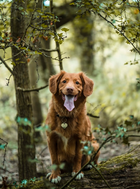 Happy #tongueouttuesday 🐾