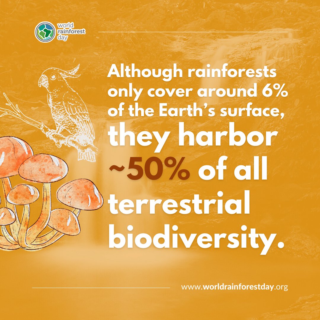 W_RainforestDay's tweet photo. Why do we celebrate #WorldRainforestDay? 

🌴Because rainforests are critical: to biodiversity, climate regulation, human health, daily life, and so much more.

🔗 https://t.co/vVXCE94vuo to get involved in the movement. https://t.co/wphPuhL34l