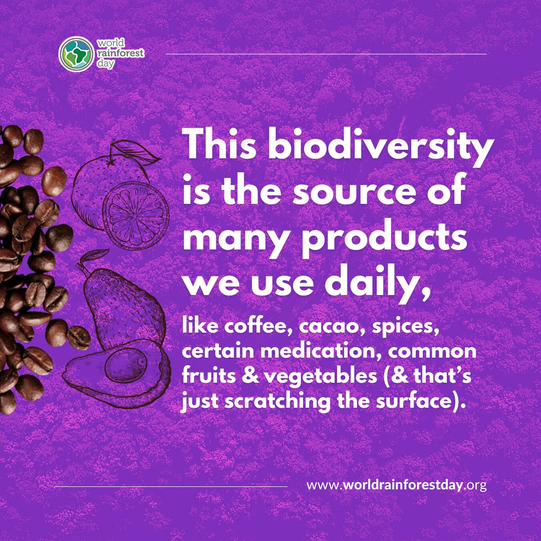 W_RainforestDay's tweet photo. Why do we celebrate #WorldRainforestDay? 

🌴Because rainforests are critical: to biodiversity, climate regulation, human health, daily life, and so much more.

🔗 https://t.co/vVXCE94vuo to get involved in the movement. https://t.co/wphPuhL34l