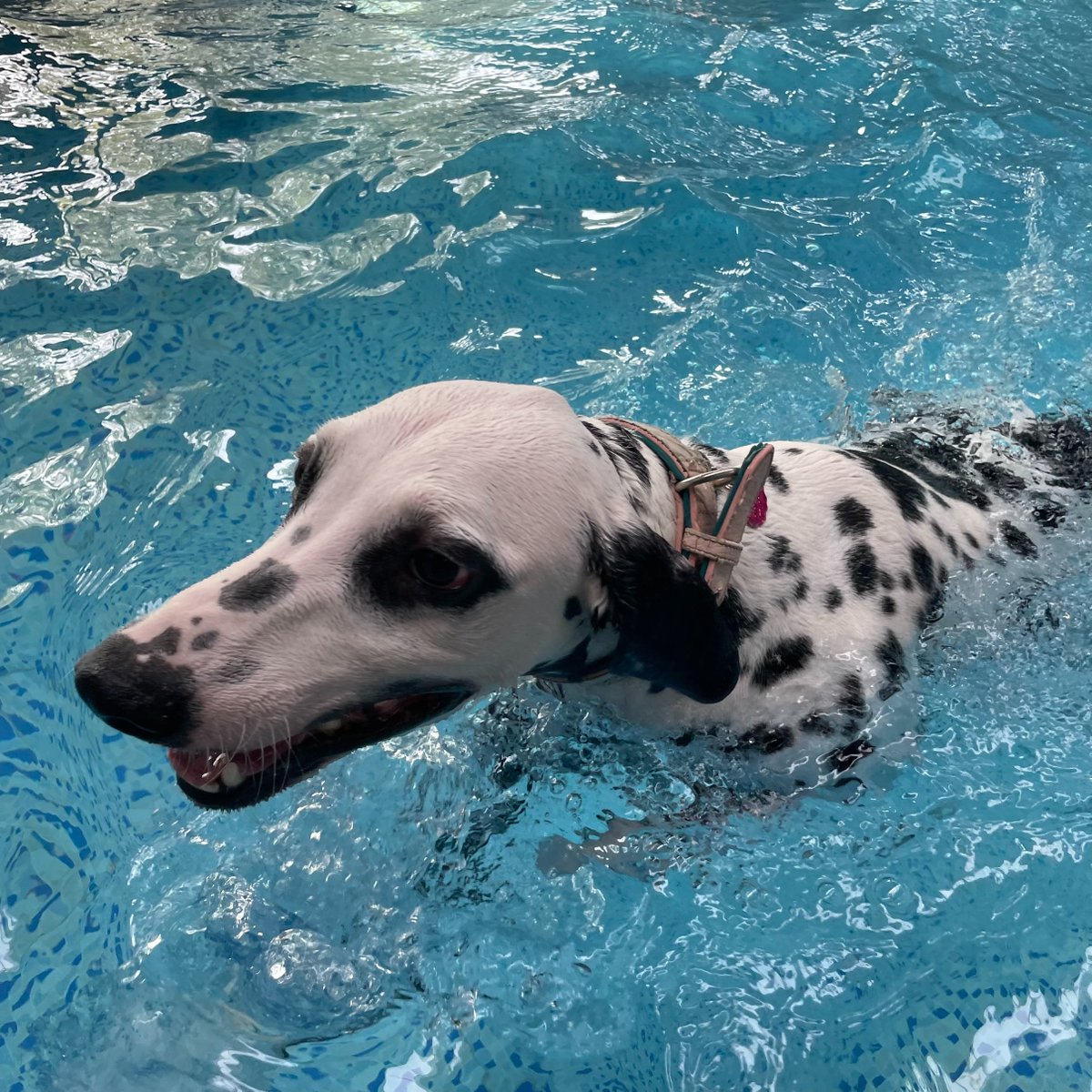 VicaLi18's tweet photo. Enjoy a sunny day in the #swimmingpool with my fur friend.
#WordOftoday 游泳 yóu yǒng Swim
#chineseclass #chineseword #chinese #chinesecharacters #learnchinese #learningchinese #languagelearning #freeclass #wordcard #mandrin #chineseteacher #china #travel #speakchinese https://t.co/normJHeiRi
