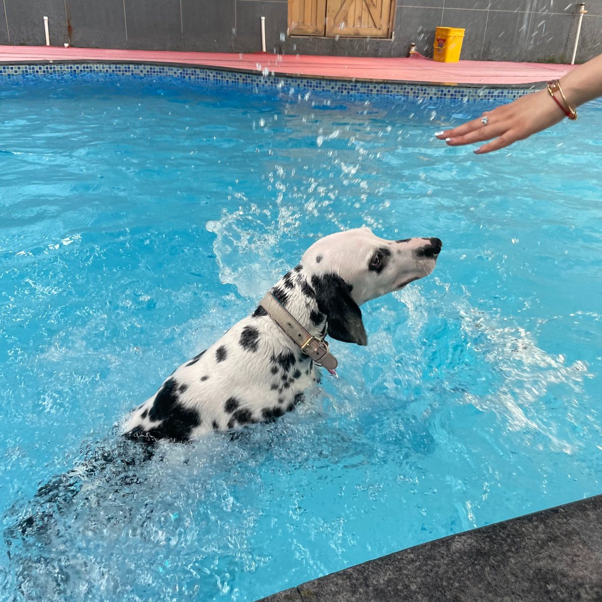 VicaLi18's tweet photo. Enjoy a sunny day in the #swimmingpool with my fur friend.
#WordOftoday 游泳 yóu yǒng Swim
#chineseclass #chineseword #chinese #chinesecharacters #learnchinese #learningchinese #languagelearning #freeclass #wordcard #mandrin #chineseteacher #china #travel #speakchinese https://t.co/normJHeiRi