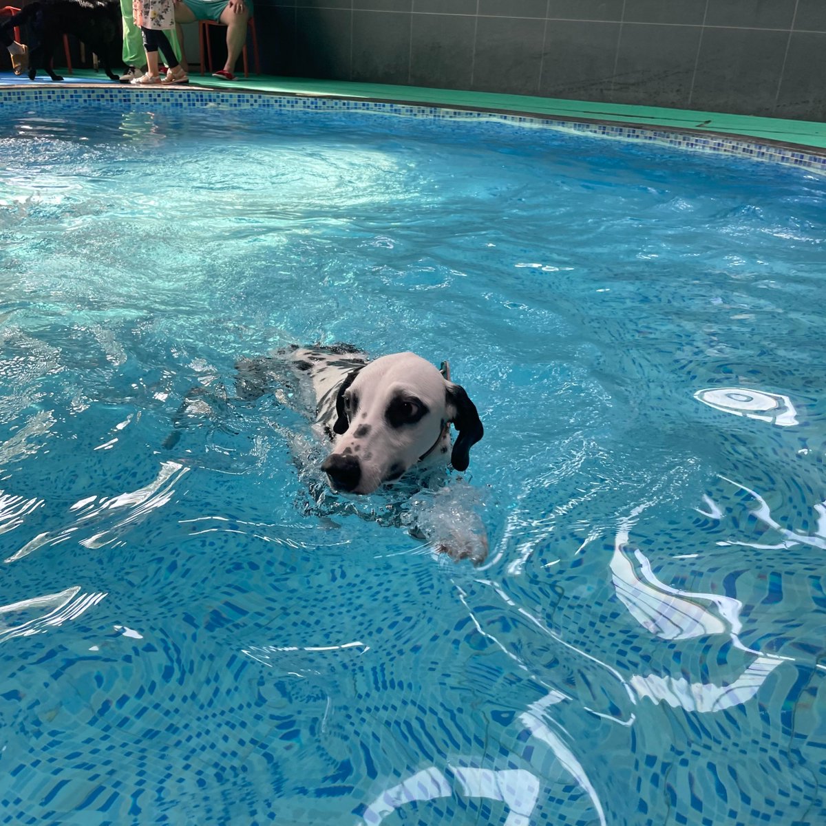 VicaLi18's tweet photo. Enjoy a sunny day in the #swimmingpool with my fur friend.
#WordOftoday 游泳 yóu yǒng Swim
#chineseclass #chineseword #chinese #chinesecharacters #learnchinese #learningchinese #languagelearning #freeclass #wordcard #mandrin #chineseteacher #china #travel #speakchinese https://t.co/normJHeiRi