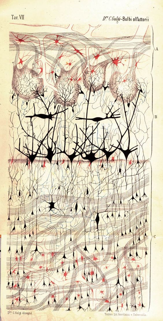 alexis_o_O's tweet photo. Nerve cells in a dog's olfactory bulb, from Camillo Golgi's "Sulla fina anatomia degli organi centrali del sistema nervoso" (1885) https://t.co/5HAIM64nkN