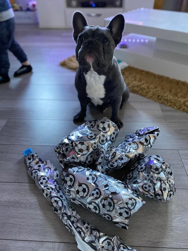 laurasinclair12's tweet photo. Happy 1st birthday to Alfredo ♥️ enjoying his present last week #alfredothefrenchbulldog ( photo from last week was busy making memories) life has definitely gotten better with you in it ♥️ https://t.co/hMd4urSLMA