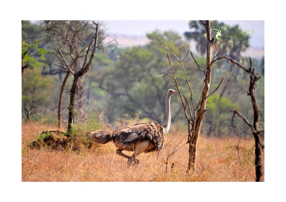 route_wild's tweet photo. PIAN UPE G.RESERVE
Located in northeastern Uganda, Pian Upe game Reserve is a virgin safari destination that still offer authentic African experiences.

Activities
1. Game drives
2. Cultural encounters
3. Birding
4. M.Hiking

Discover the untamed
🔗https://t.co/hl8xTBlSSv https://t.co/eCTs3s04yr