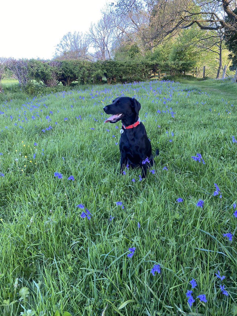 katiegrinter's tweet photo. Loving my 5:30am walks this week! 🐾🐾🐾 #labrador #labradorretriever #workingdog #morningwalks #bluebells https://t.co/XYlEqMHp9l
