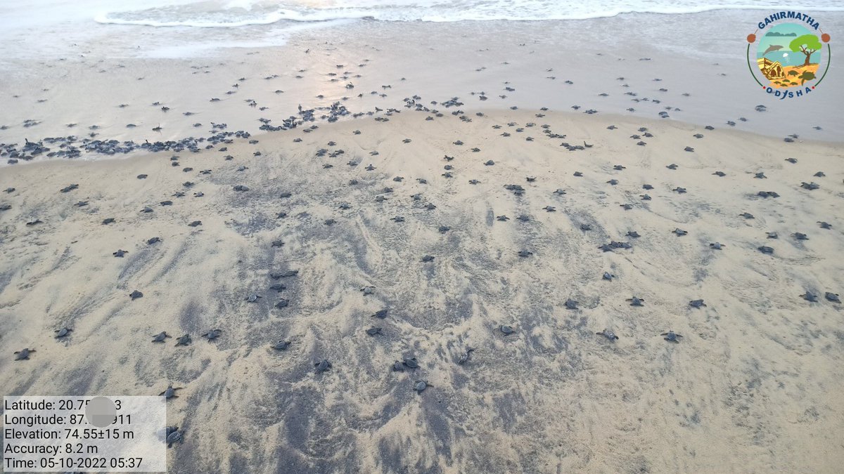 jd_pati's tweet photo. #oliveridley #marine #turtle #conservation #gahirmatha #odisha #hatchlings #arribada #nature #wildlife https://t.co/zbpPrssKpY
