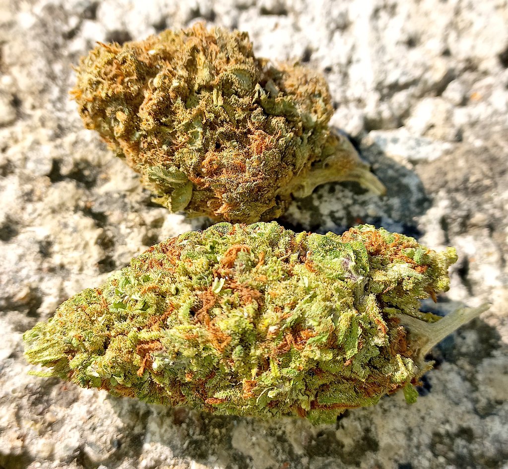 CannabisGauteng's tweet image. Grootman , relax a little 💚