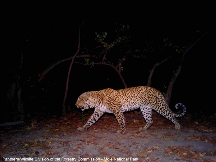 Mole National Park on Twitter: "The Panthera leopard team working in Mole  National Park deployed 100 camera traps over 530 km2, which represents  1/9th of the park. In this area, they detected
